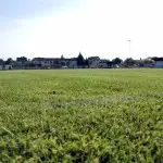 green_web